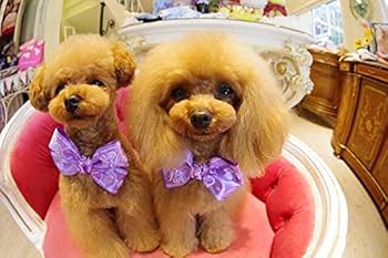 Amazon.com : Pentax HD-DA Fish-Eye 10-17mm F3.5-4.5 ED Ultra Wide